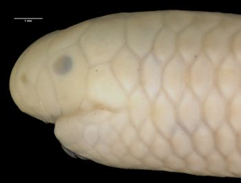 Media type: image;   Herpetology R-12361 Aspect: head lateral